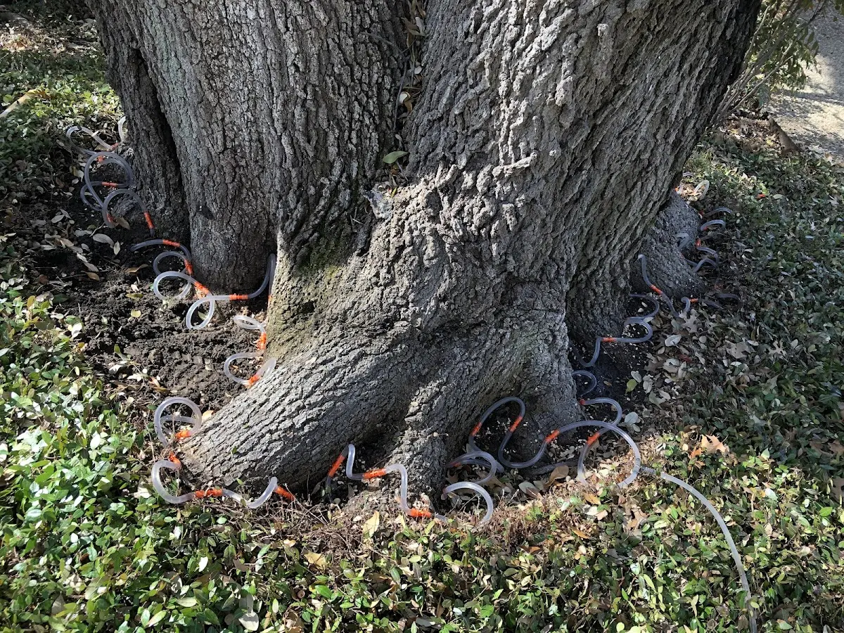 Detailed Tree Cabling and Bracing job site in Bowmanstown