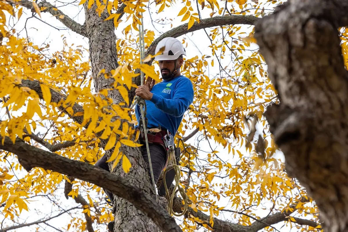 Skilled Tree Planing crew working in Bowmanstown